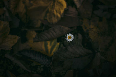 High angle view of white flowering plant