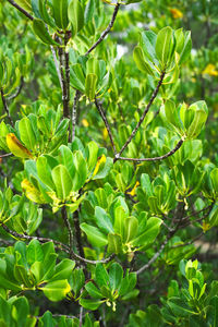 Close-up of fresh green plant