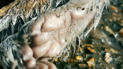 High angle view of crab in water