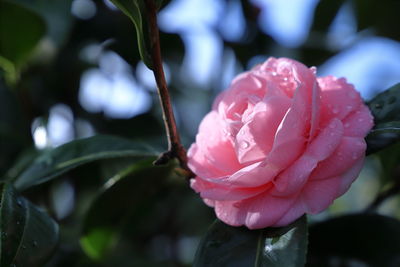 Close-up of pink rose