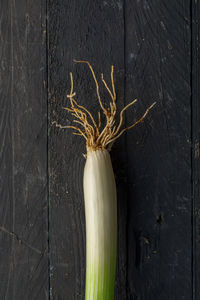 Close-up of dead plant against wall