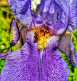 Close-up of purple flowers blooming outdoors