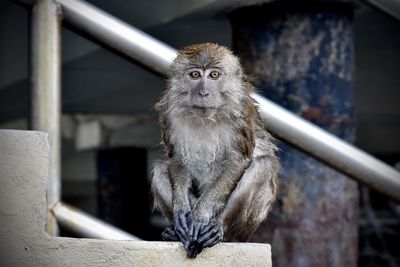 Portrait of monkey sitting on railing