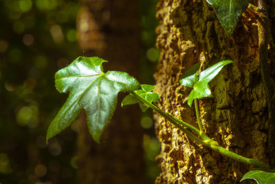 Close-up of fresh green leaves on land