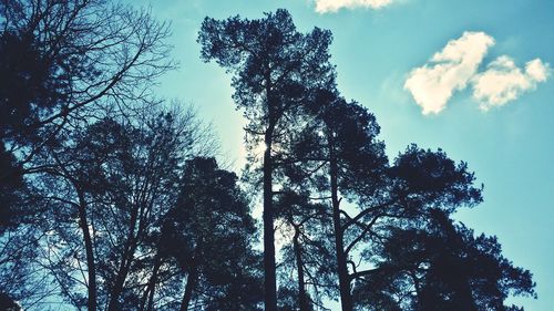 Low angle view of trees against blue sky