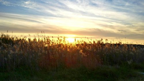 Scenic view of landscape at sunset