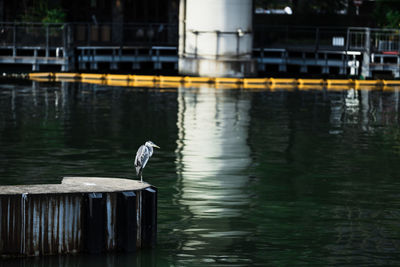 Seagull perching on wooden post in lake