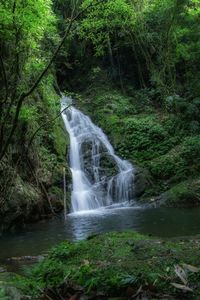 Scenic view of waterfall in forest