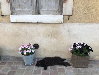 Potted plant against wall