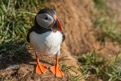 Close-up of bird