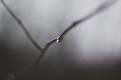 Close-up of wet plant during rainy season