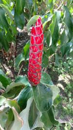 Close-up of red plant