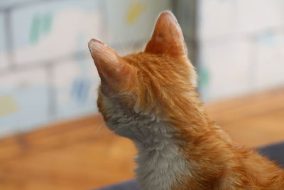 Close-up of ginger dog