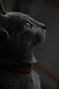 Close-up side view of a cat looking up