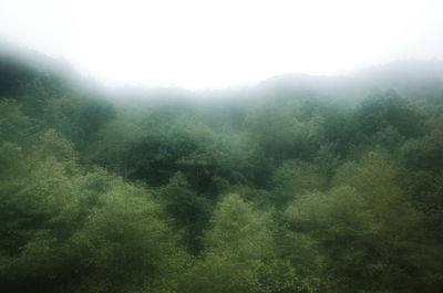 Scenic view of forest against sky