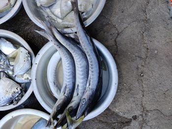 High angle view of fish in container