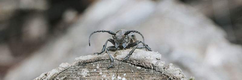 Close-up of bird perching on wood