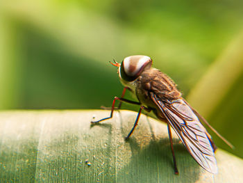 Close-up of insect on wood