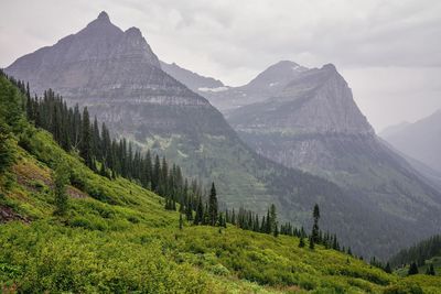 The mist starts to clear after rain during summer in the mountains of glacier national park, mo, usa
