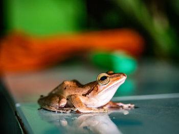 Close-up of frog