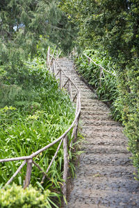 Footpath amidst trees in forest