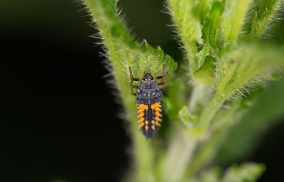 Close-up of insect on plant