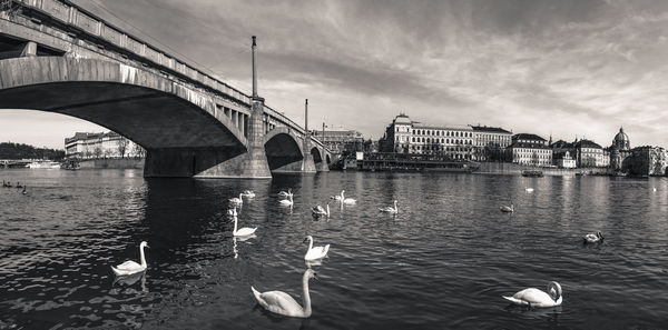 Swans swimming on river under bridge against city