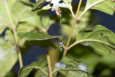 Close-up of insect on plant