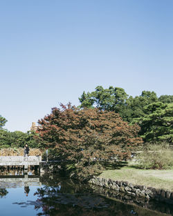 Tree by lake against clear sky