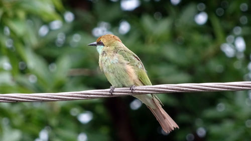 Close-up of bird perching on branch