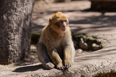 Close-up of monkey