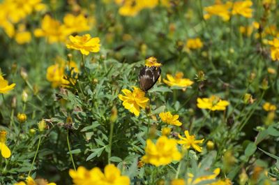 Bee pollinating on yellow flower