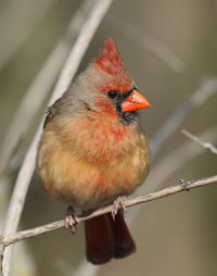 Close-up of bird perching on branch