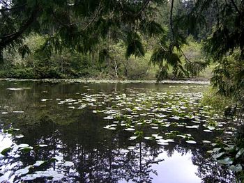 Reflection of trees in lake