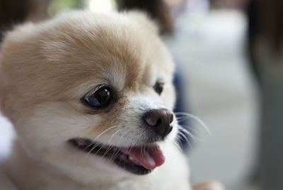 Close-up portrait of a dog