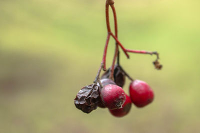 Close-up of fruits hanging on twigs