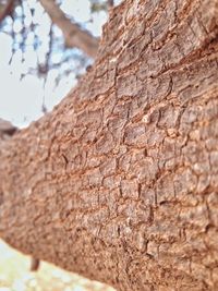 Low angle view of tree trunk