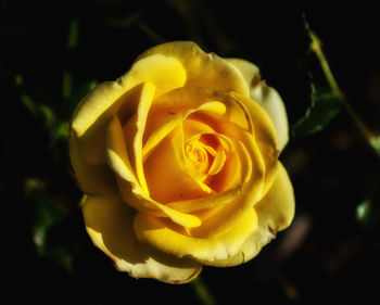 Close-up of yellow rose blooming in garden