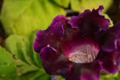 Close-up of purple flowers blooming outdoors