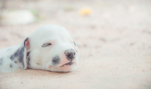 Close-up of dog sleeping on sand