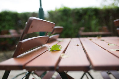 Close-up of plant on table