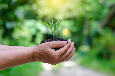 Close-up of hand holding plant