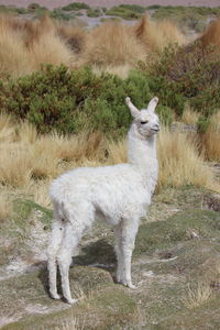 Baby llama standing in a field