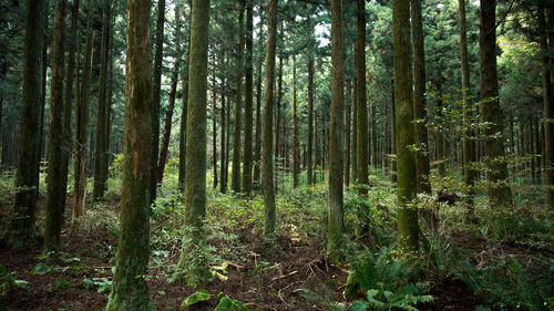 View of trees in forest
