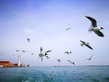Seagulls flying over sea against sky