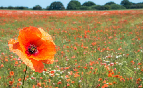 Close-up of orange poppy on field