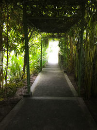 Walkway amidst trees