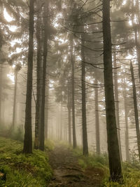 Sunlight streaming through trees in forest