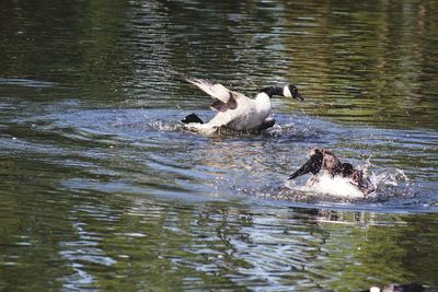 Ducks swimming in lake