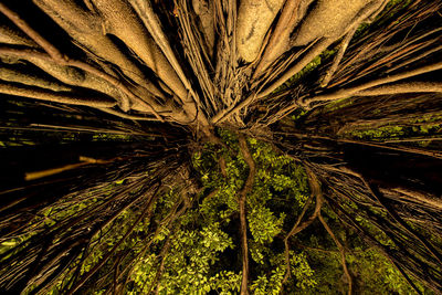 Low angle view of trees at night